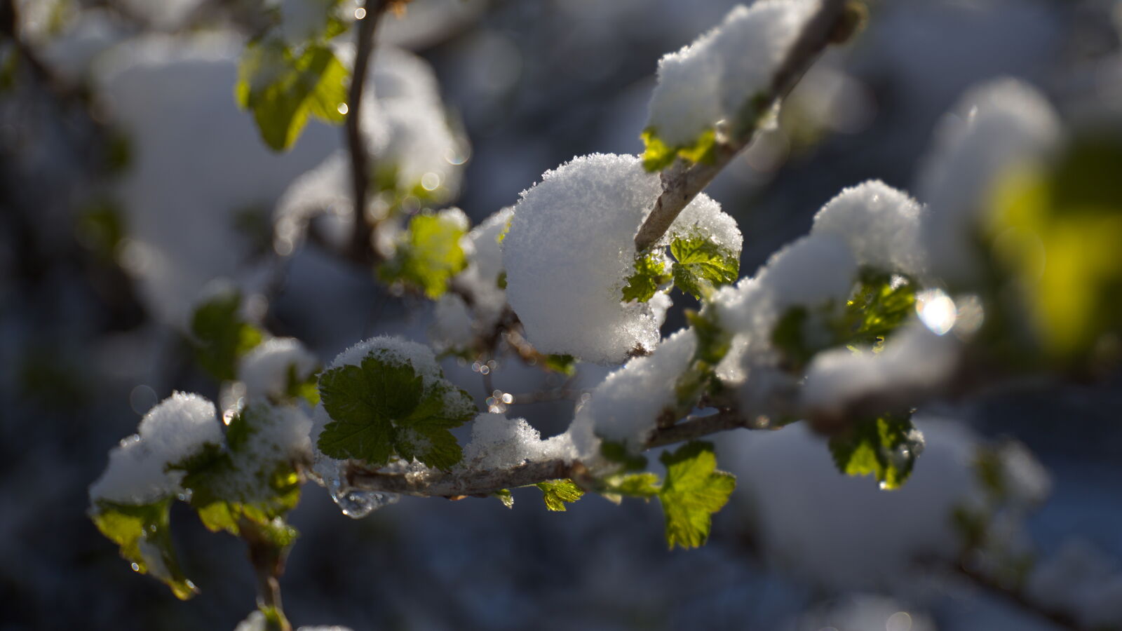 Canon EF 24-70mm F4L IS USM sample photo. Grass, snow photography