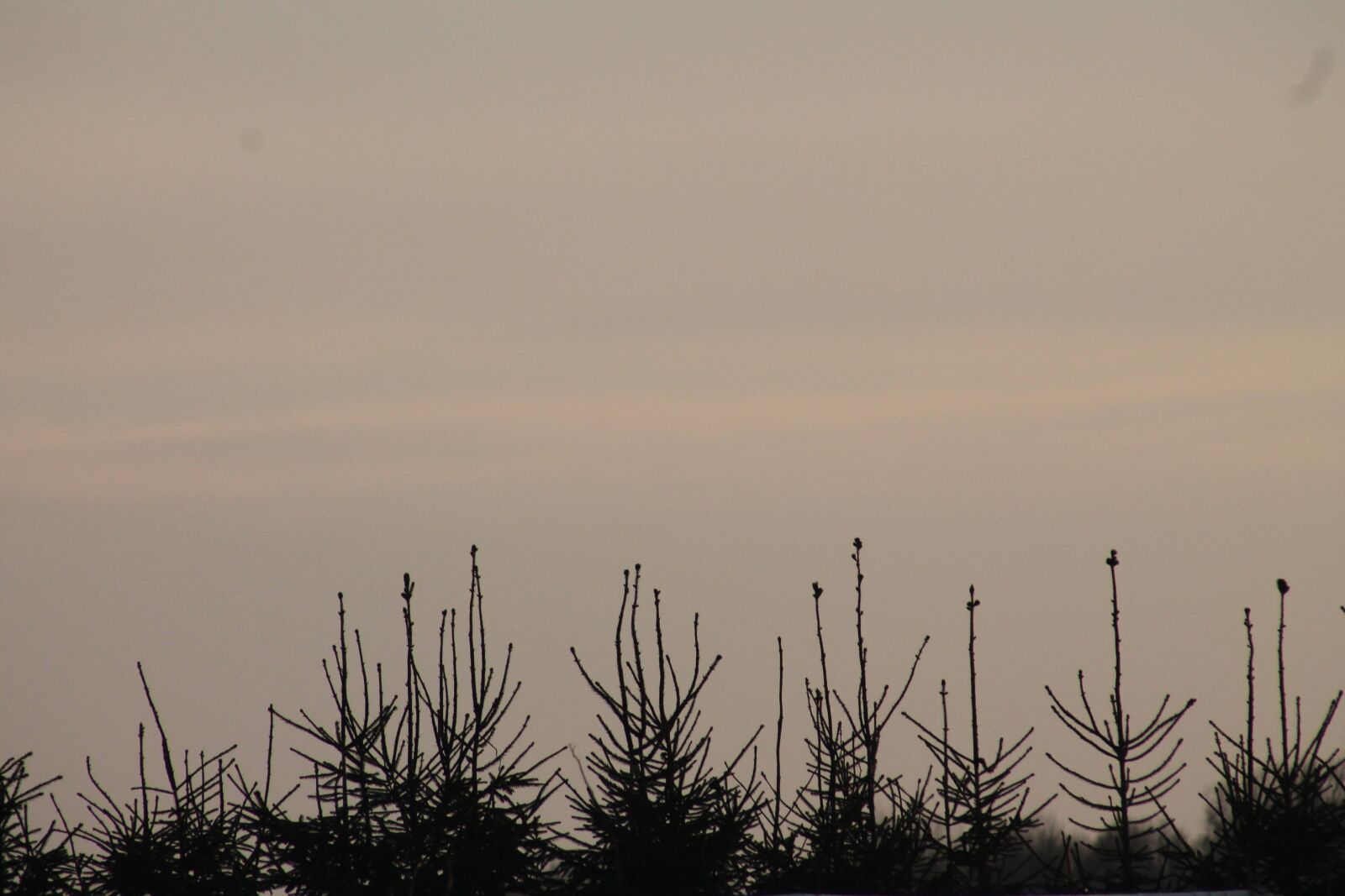 Canon EF 75-300mm f/4-5.6 sample photo. Beautiful, evening, fries photography