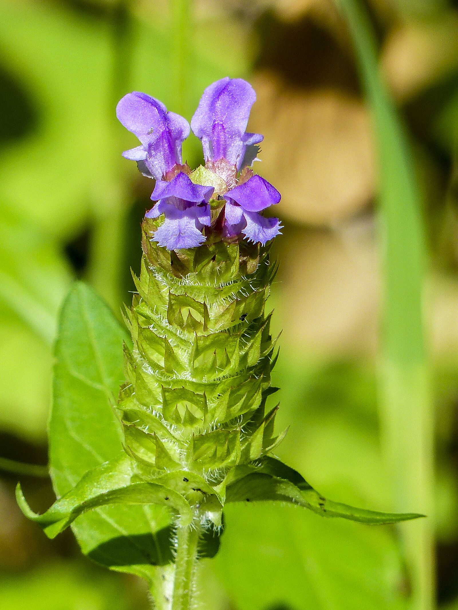 Panasonic Lumix DMC-FZ200 sample photo. Wildflower, flower, purple photography