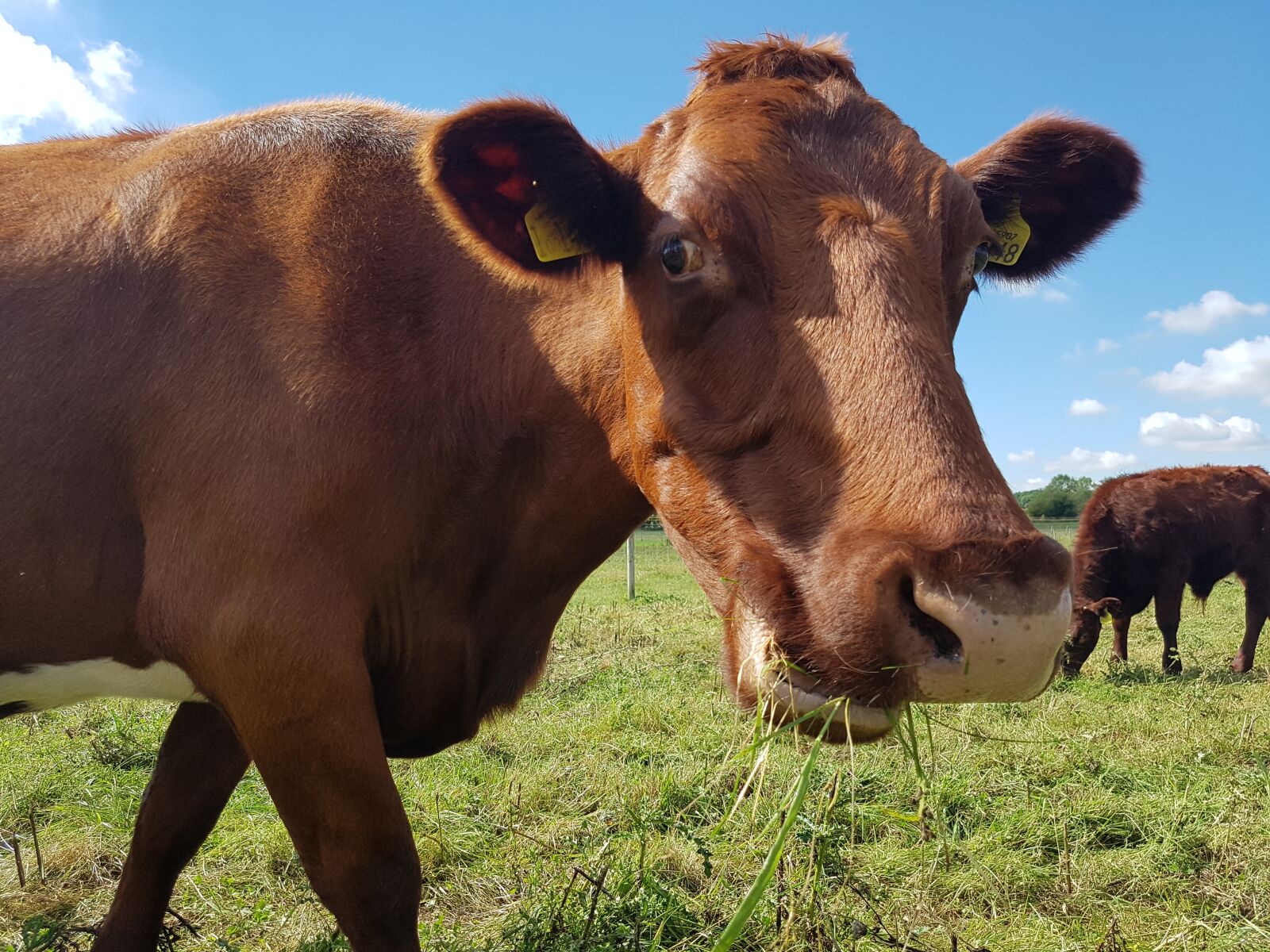 Samsung Galaxy S7 sample photo. Countryside, cow, farm photography