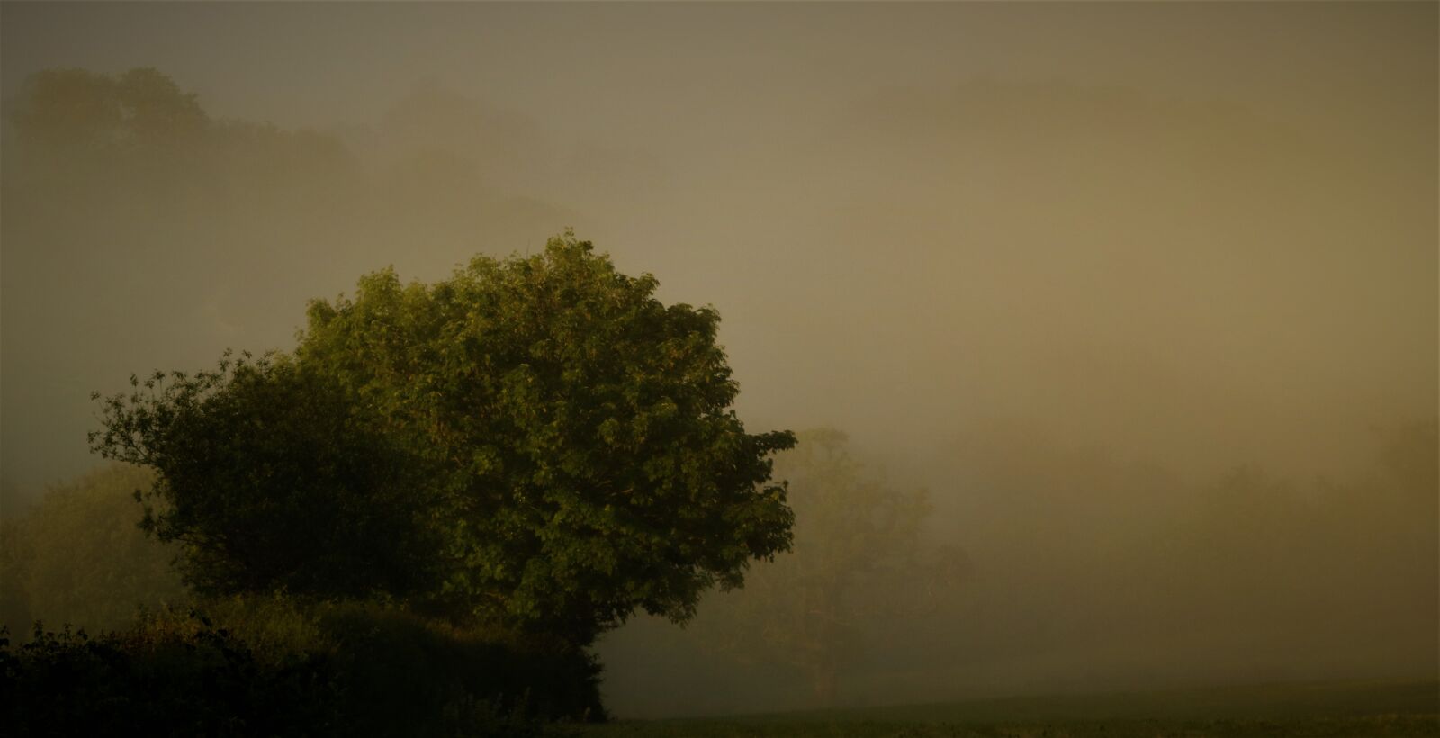 Canon EOS 750D (EOS Rebel T6i / EOS Kiss X8i) sample photo. Fog, nature, dawn photography