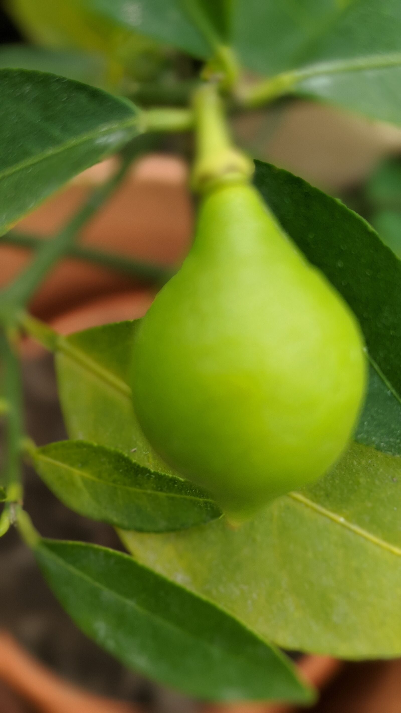 Google Pixel 3 sample photo. Limone, citrus, green photography