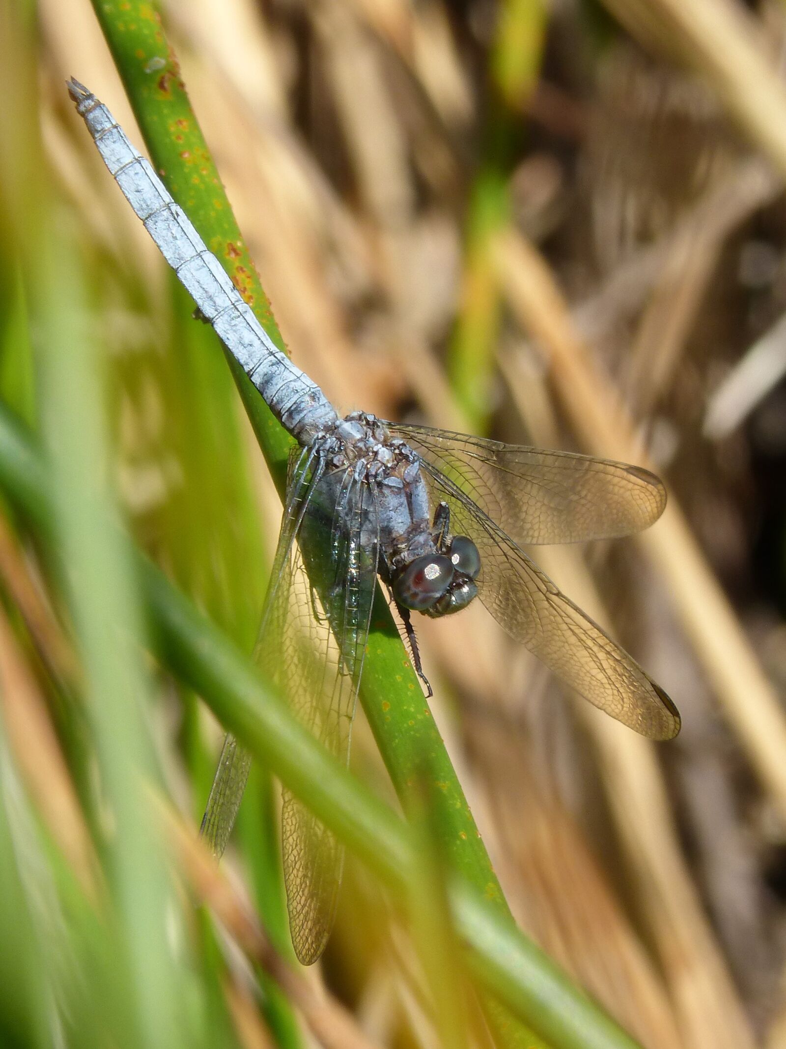 Panasonic DMC-FZ62 sample photo. Dragonfly, blue dragonfly, branch photography