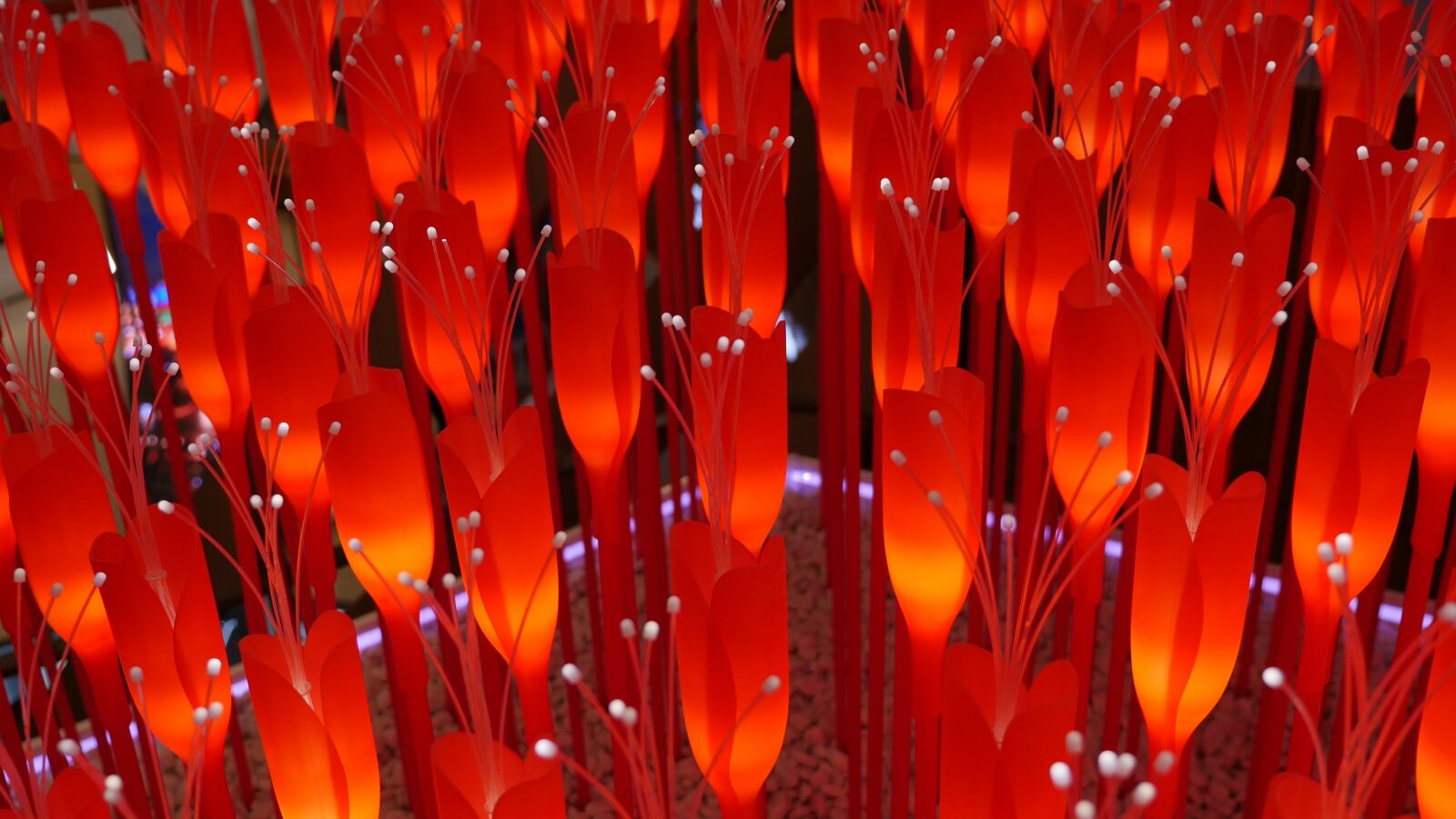 Panasonic Lumix DMC-GH4 sample photo. Colors, red, flower photography