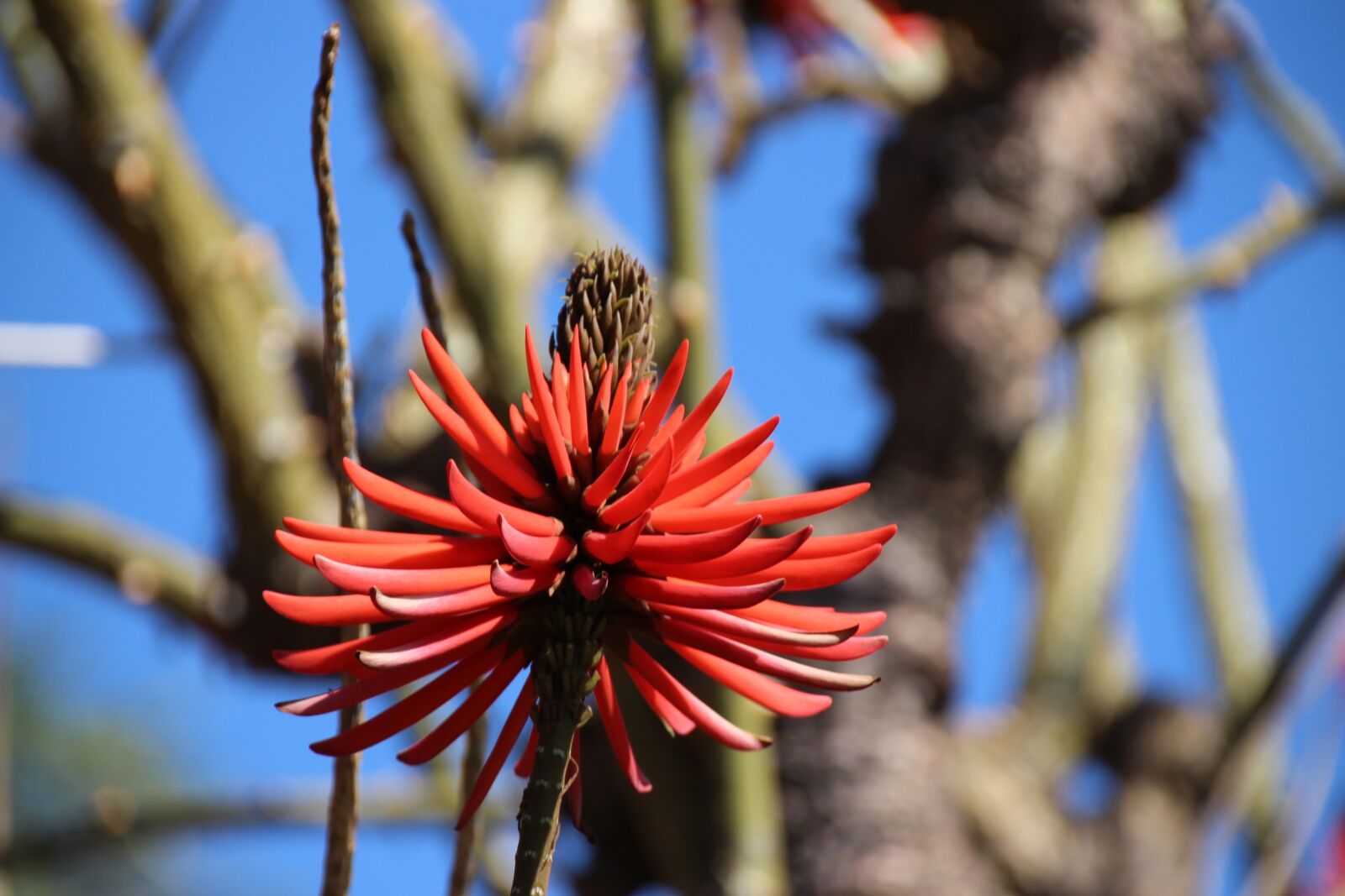 Canon EOS 700D (EOS Rebel T5i / EOS Kiss X7i) sample photo. Flower, red, nature photography