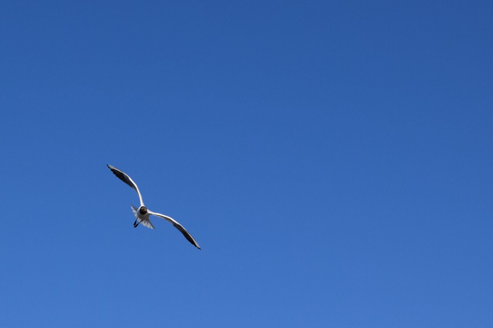 Nikon D3300 sample photo. Seagull, sky, blue photography