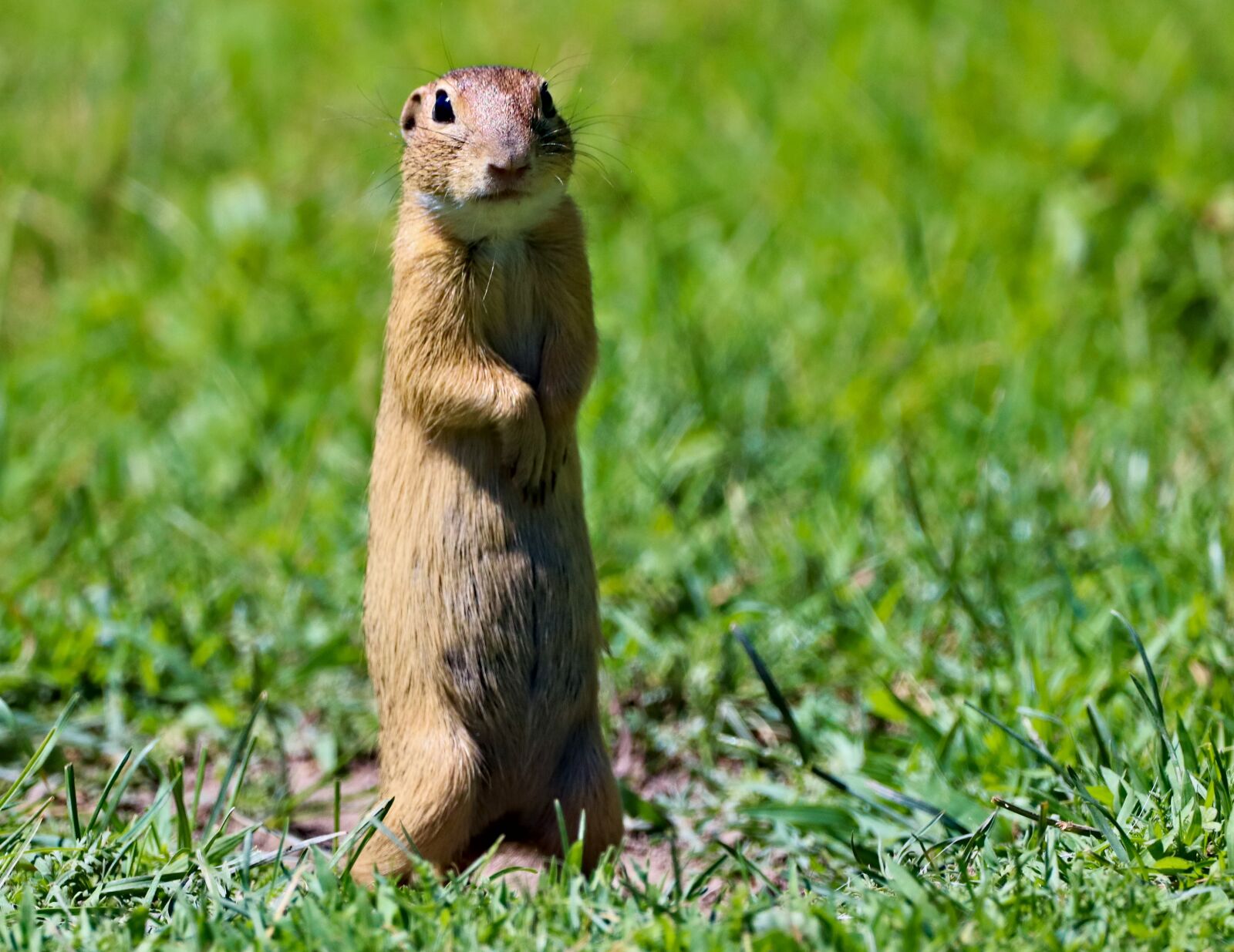150-600mm F5-6.3 DG OS HSM | Contemporary 015 sample photo. Gopher, the european, standing photography
