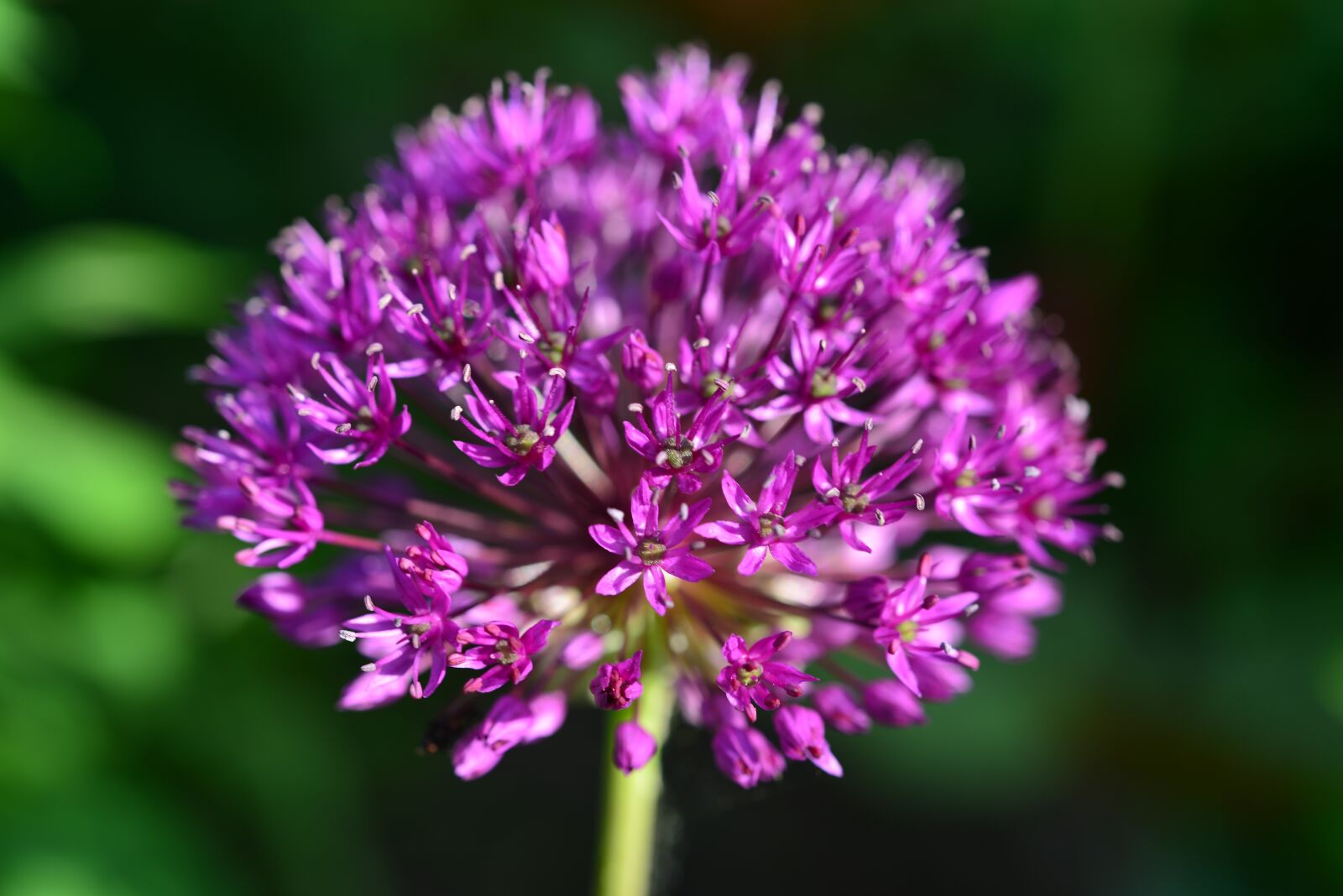 Nikon D800 sample photo. Alium, ornamental onion, flower photography