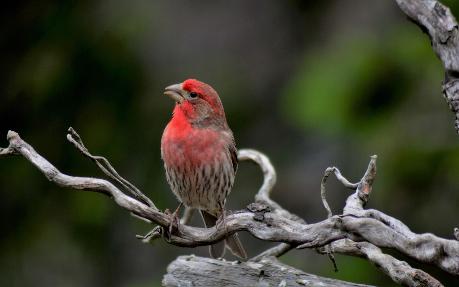 Nikon D7100 sample photo. Male house finch, bird photography