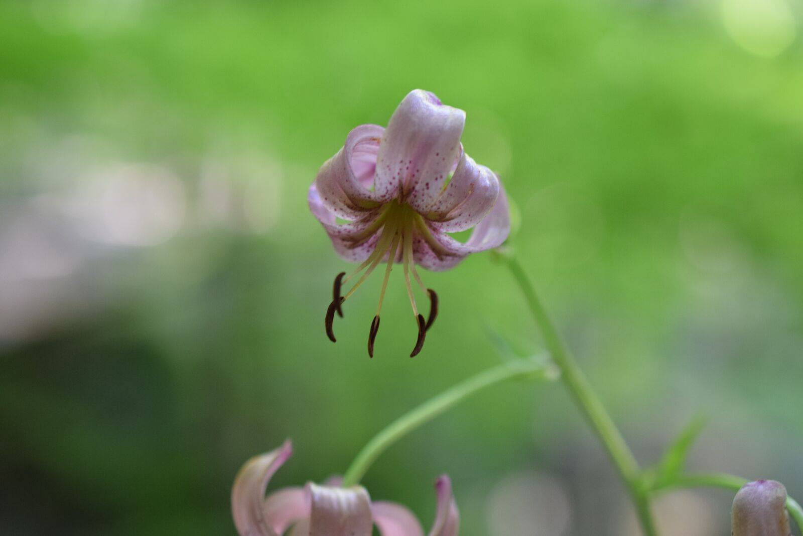 Nikon D5300 sample photo. Lys, flowers, plants photography