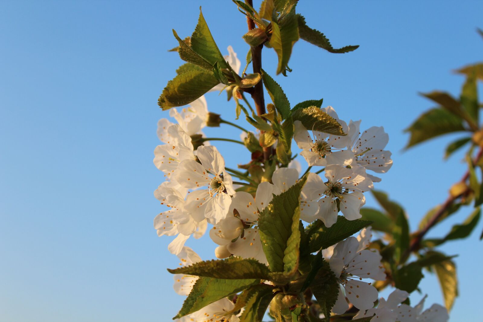 Canon EOS 1300D (EOS Rebel T6 / EOS Kiss X80) sample photo. Spring, cherries, flowers photography