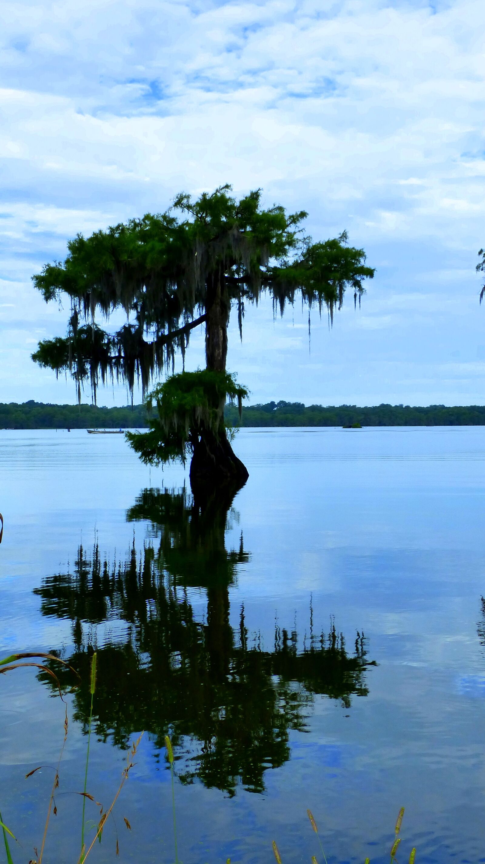 Panasonic Lumix DMC-FZ200 sample photo. Louisiana, bayou, nature photography