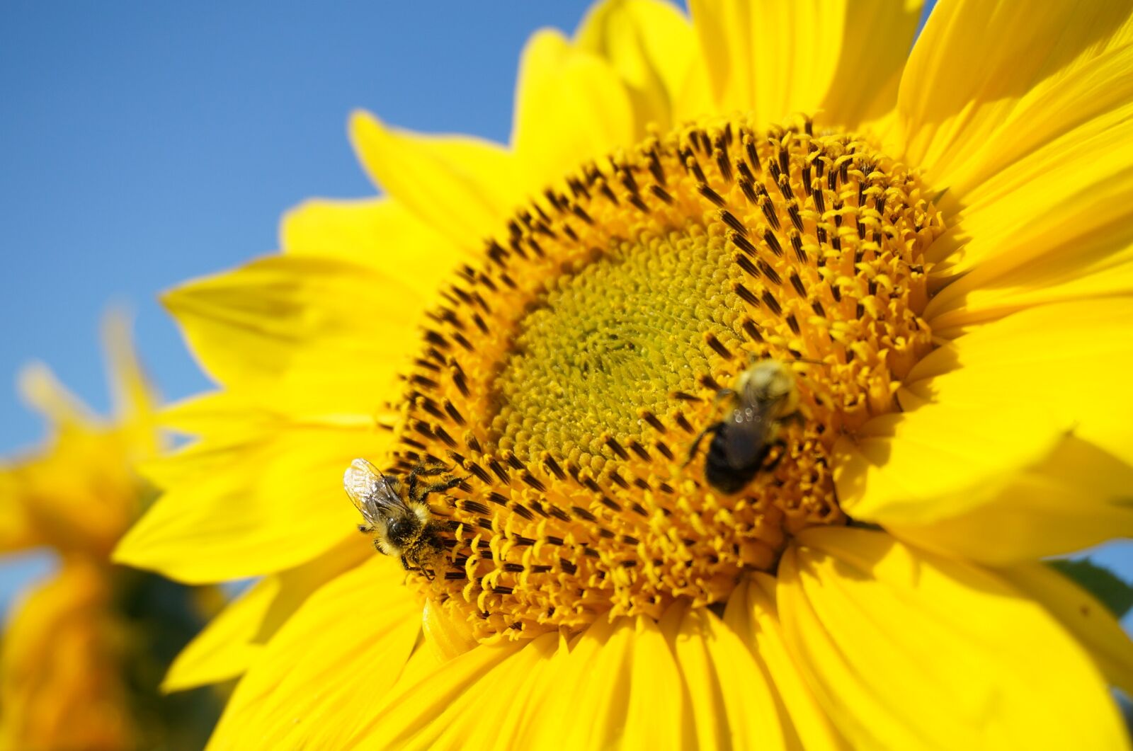 Sony Alpha NEX-3N sample photo. Sunflower, bumblebees, bees photography