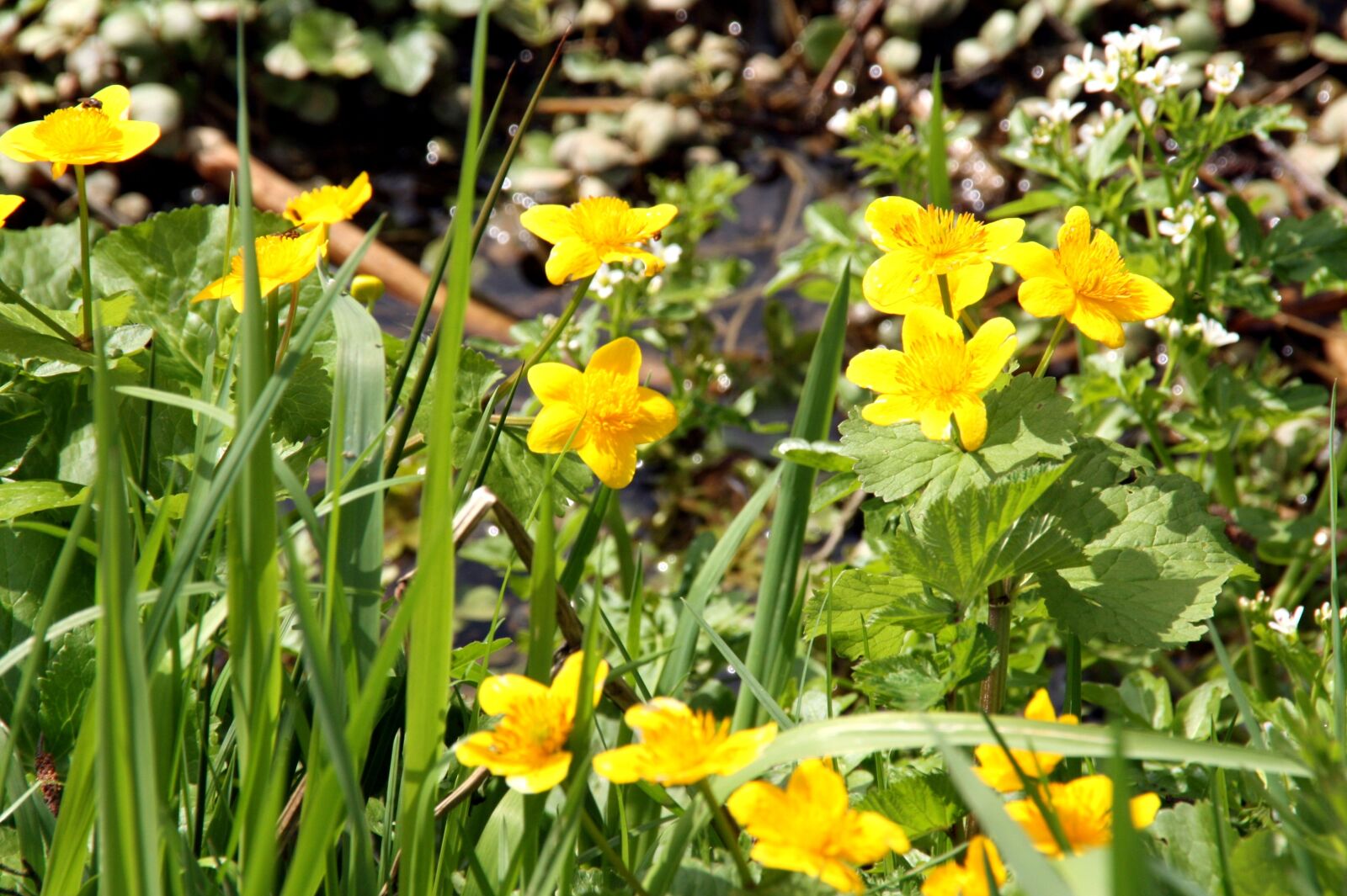 Canon EOS 450D (EOS Rebel XSi / EOS Kiss X2) sample photo. Caltha palustris, spring, nature photography