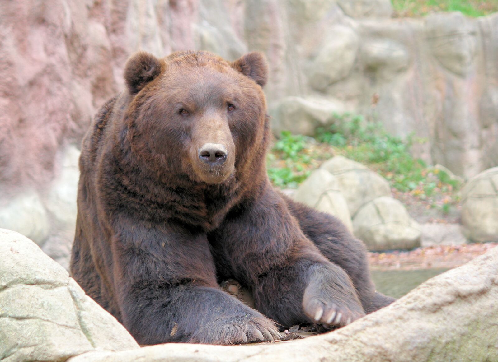 Canon EOS 550D (EOS Rebel T2i / EOS Kiss X4) sample photo. Bear, brown, kamchatka photography