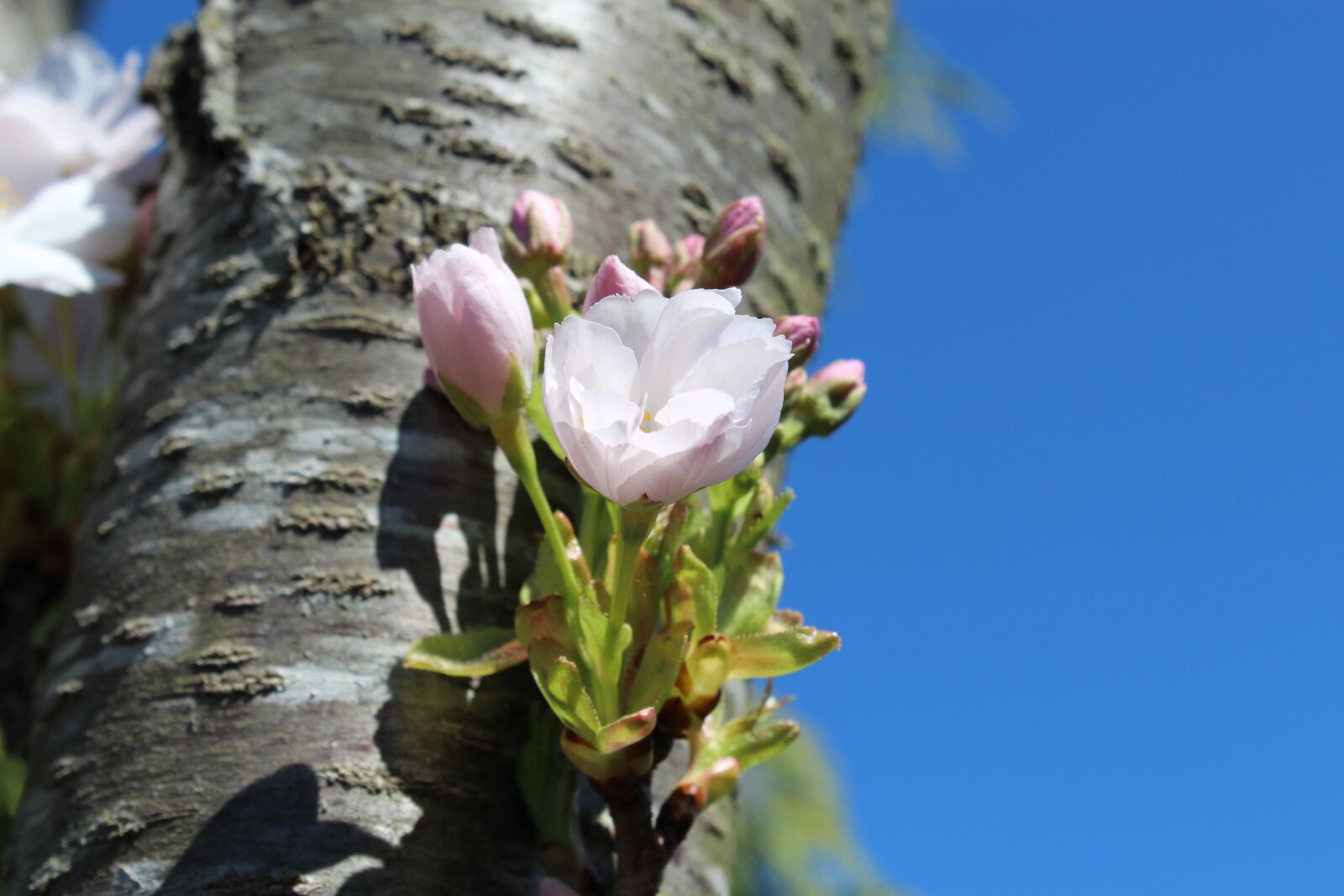Canon EOS 1300D (EOS Rebel T6 / EOS Kiss X80) sample photo. Blossom, bloom, tree photography