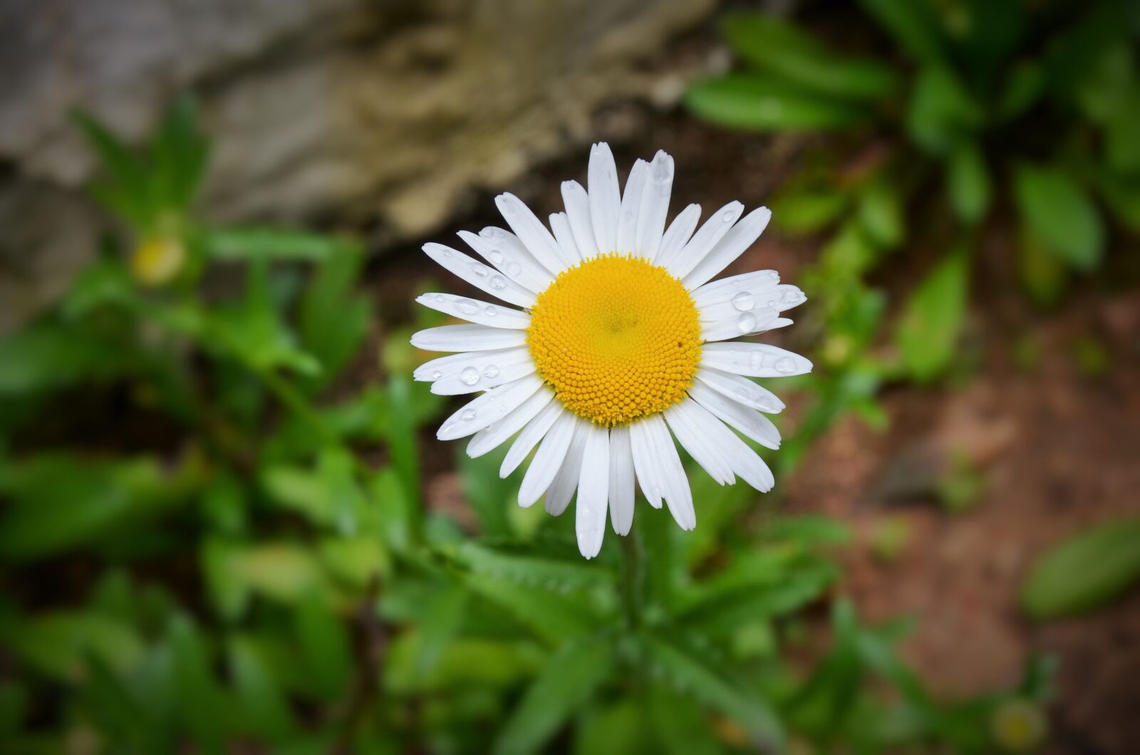 Nikon D5100 sample photo. Flower, garden, nature photography