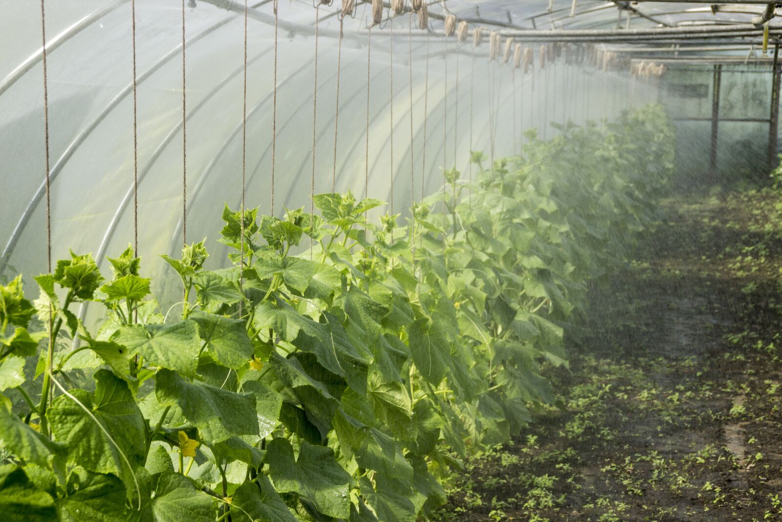 Canon EOS 600D (Rebel EOS T3i / EOS Kiss X5) sample photo. Flora, agriculture, greenhouse photography