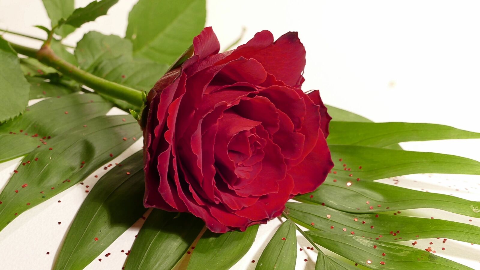 Panasonic Lumix DMC-FZ1000 sample photo. Rose, red rose, red photography