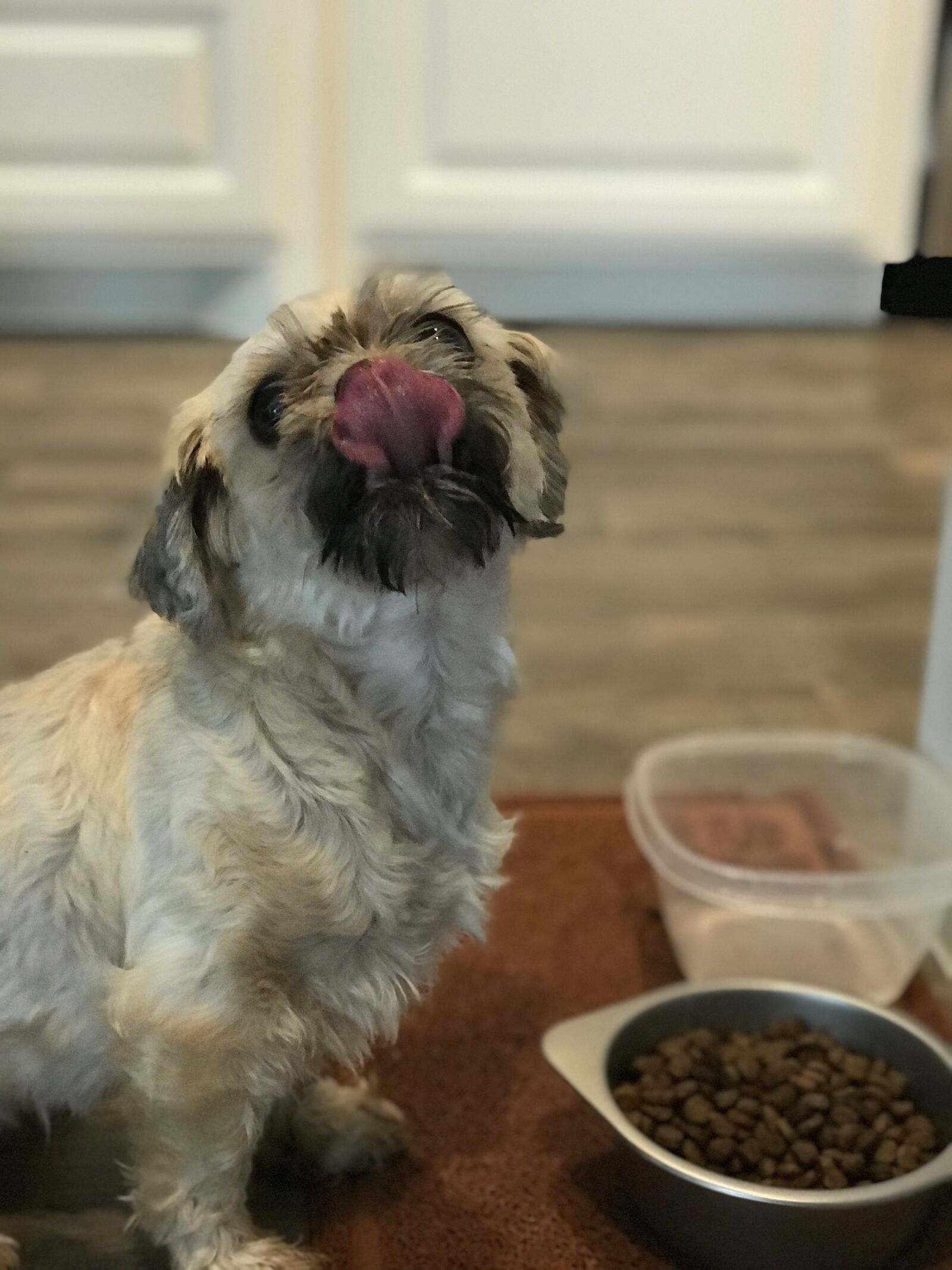 Apple iPhone 7 Plus sample photo. Dog, tongue, shih-tzu photography