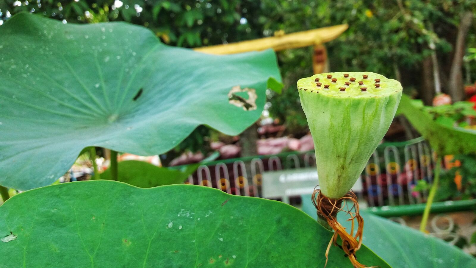 Samsung Galaxy J5 sample photo. Ii sen, lotus, lotus photography
