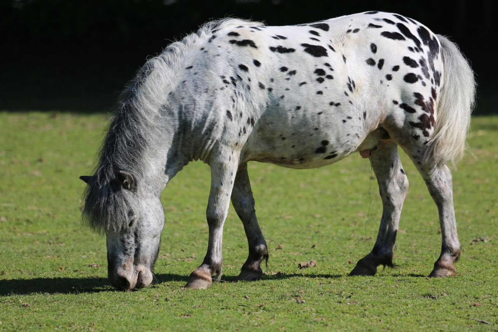 Canon EF 100-400mm F4.5-5.6L IS USM sample photo. Pony, horse, meadow photography
