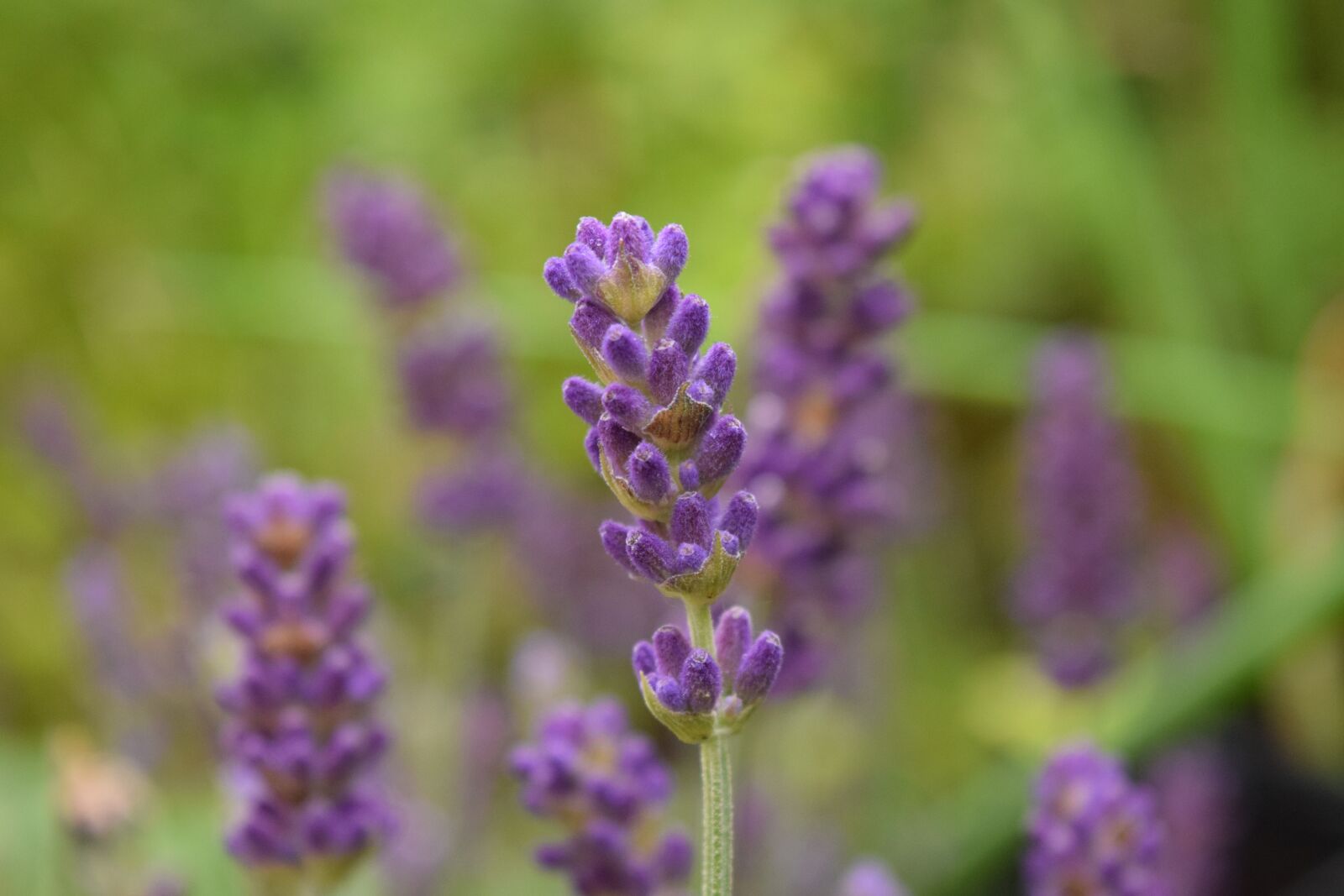 Nikon D3300 sample photo. Lavender, close up, background photography