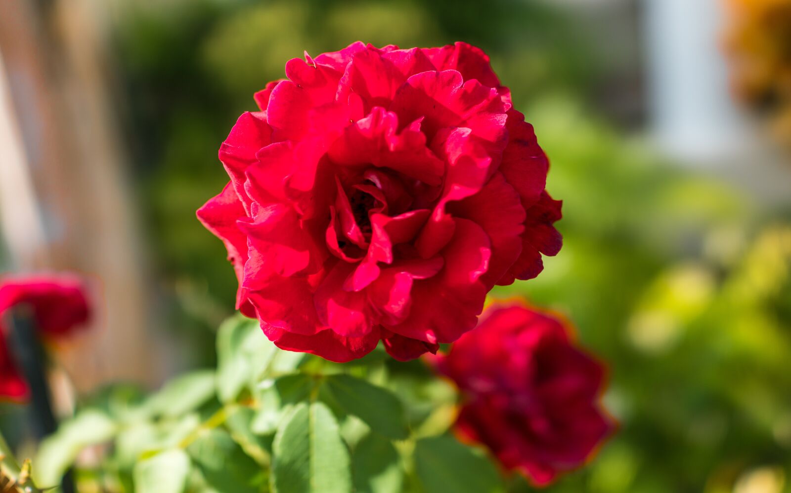 Sony Cyber-shot DSC-RX1R II sample photo. Rose, flower, closeup photography