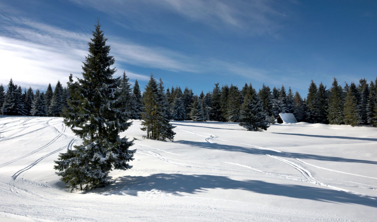 Nikon D90 sample photo. Landscape, winter, forest photography