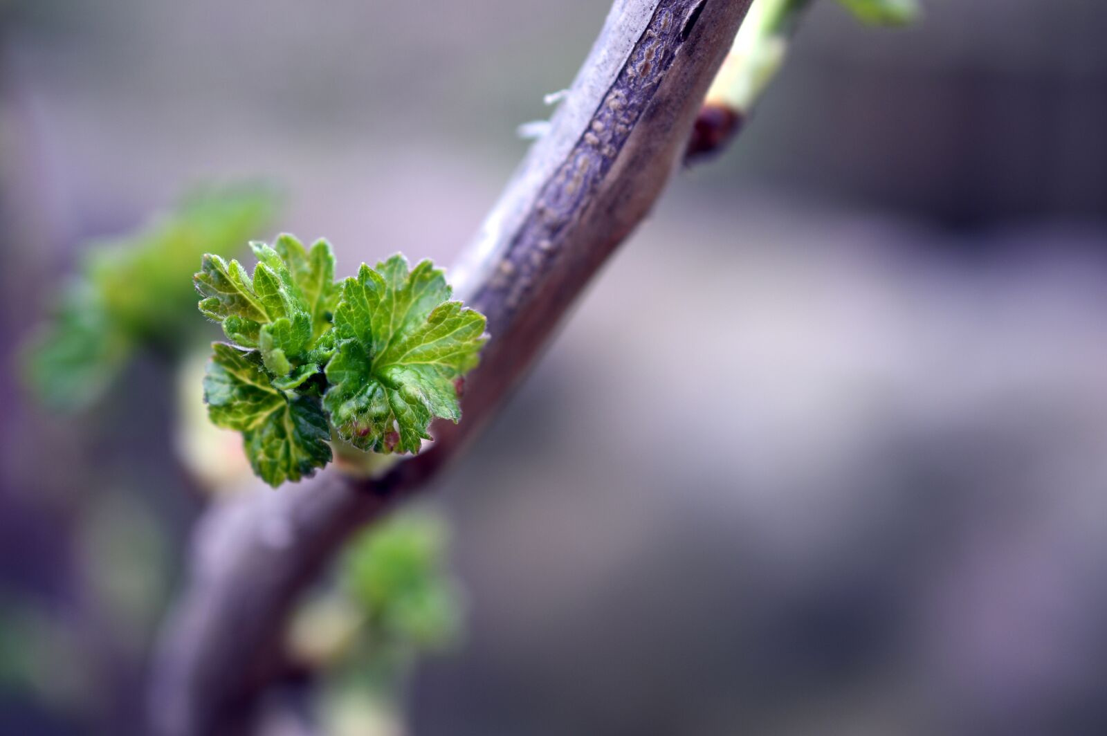 Nikon D3200 sample photo. Currant, engine, young shoot photography