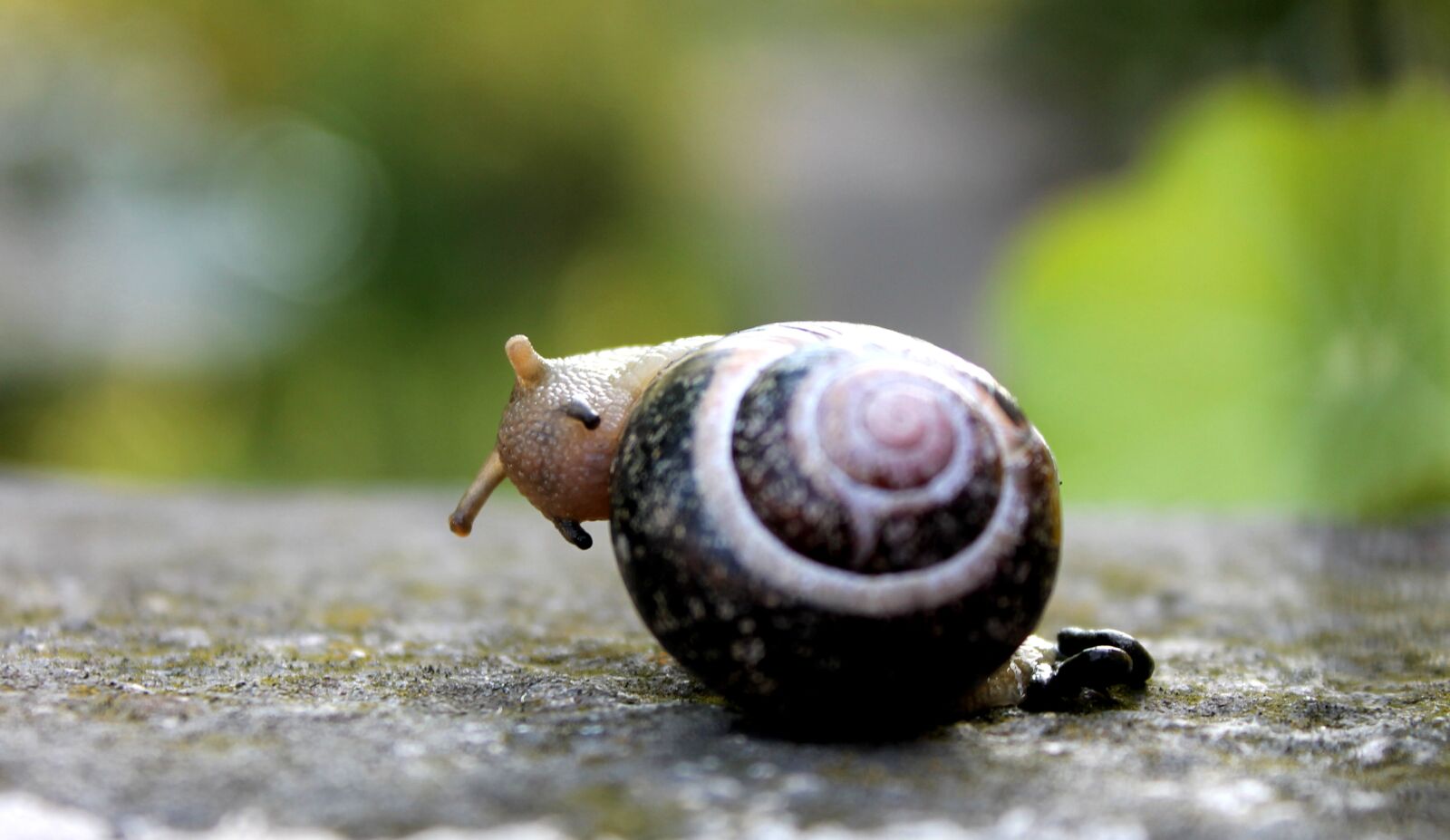 Canon EOS 1100D (EOS Rebel T3 / EOS Kiss X50) sample photo. Snail, animals, nature photography