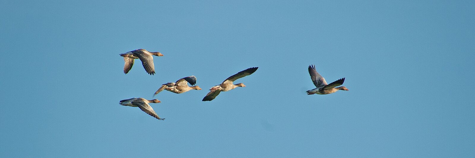 Nikon D70 sample photo. Flight, geese, animals photography