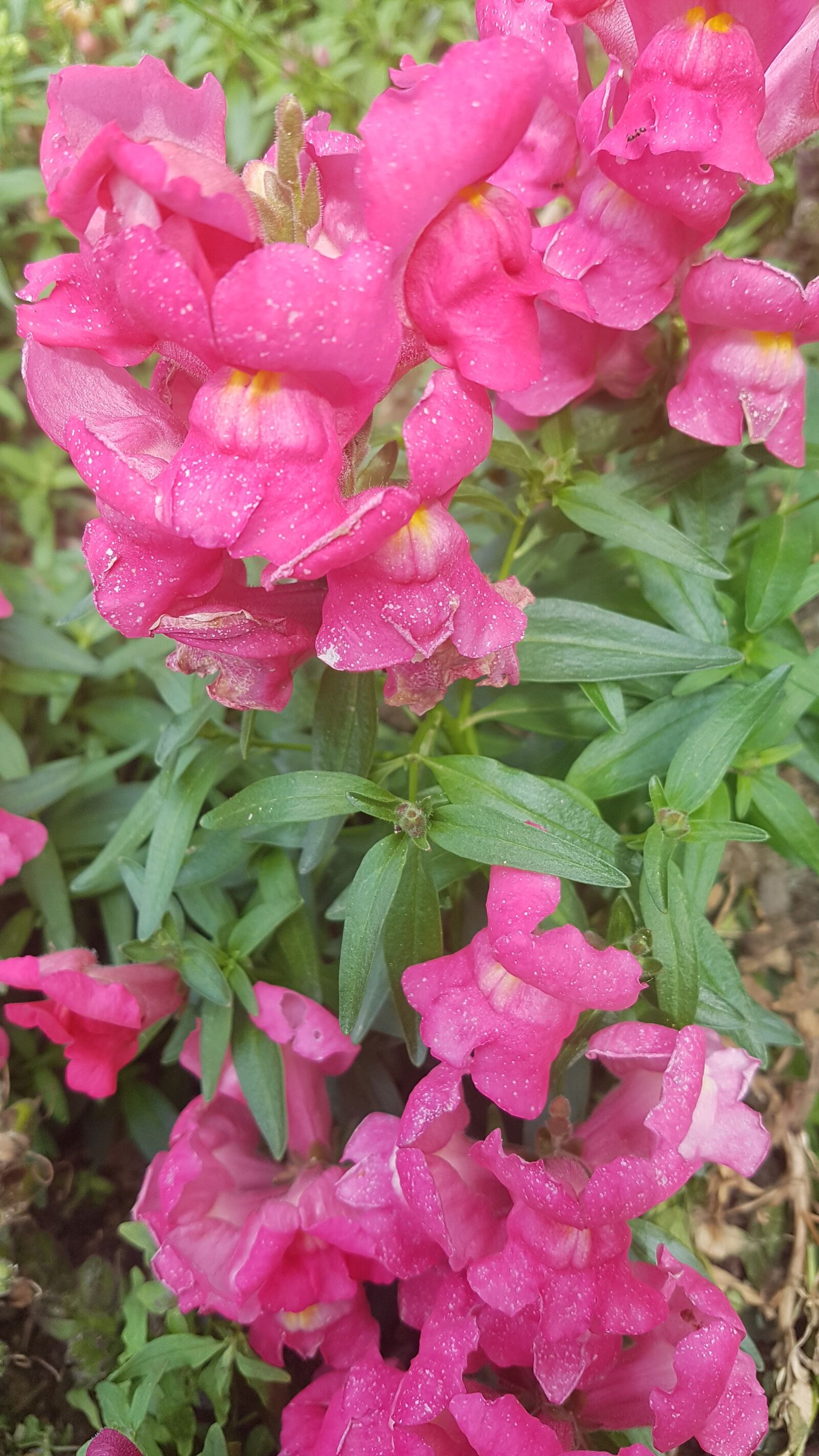Samsung Galaxy S7 sample photo. Pink flowers, flowers, spring photography
