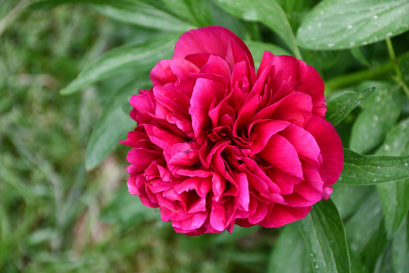 Nikon D7500 sample photo. Peony, rose, flower photography