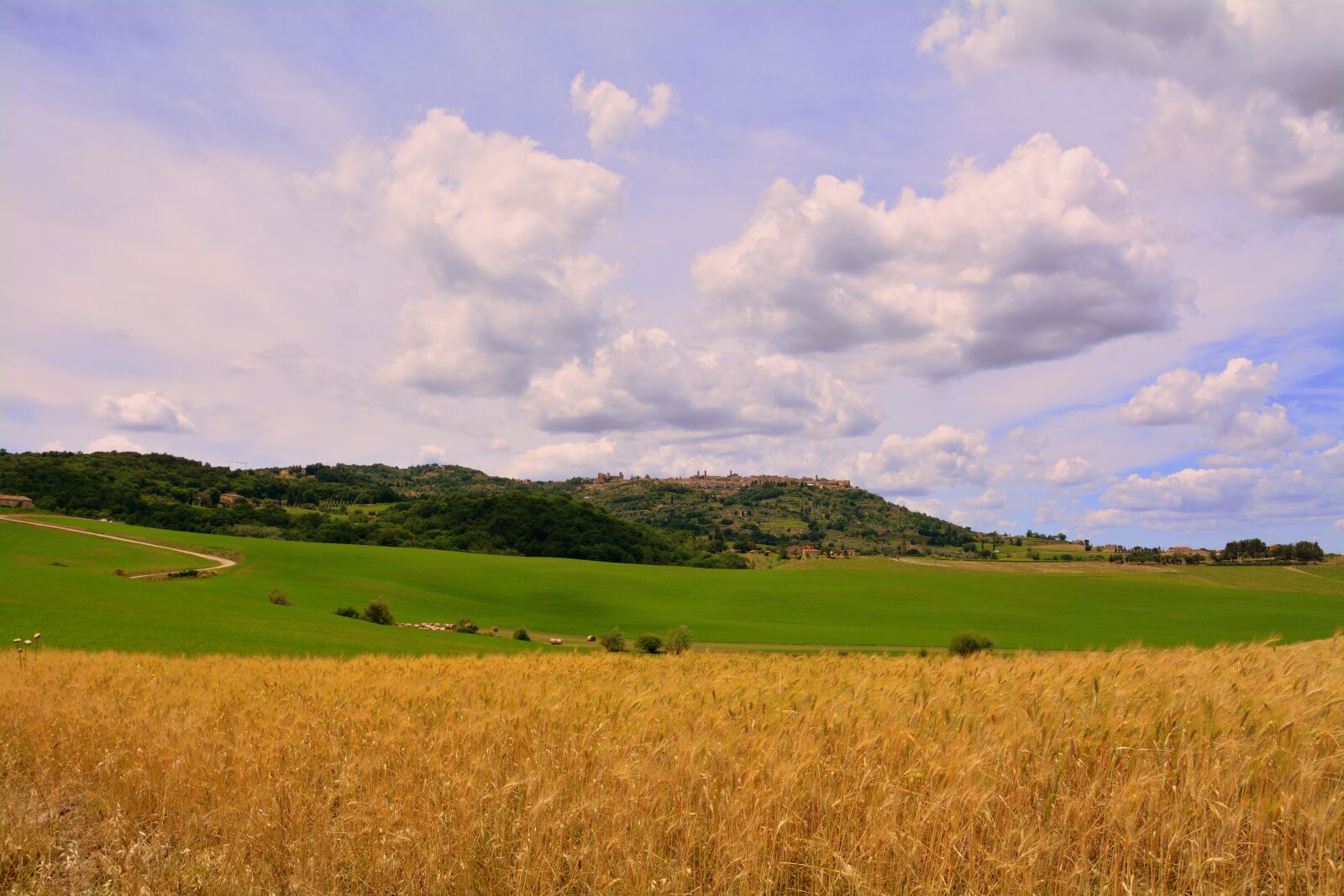 Nikon D7100 sample photo. Wheat, field, agriculture photography