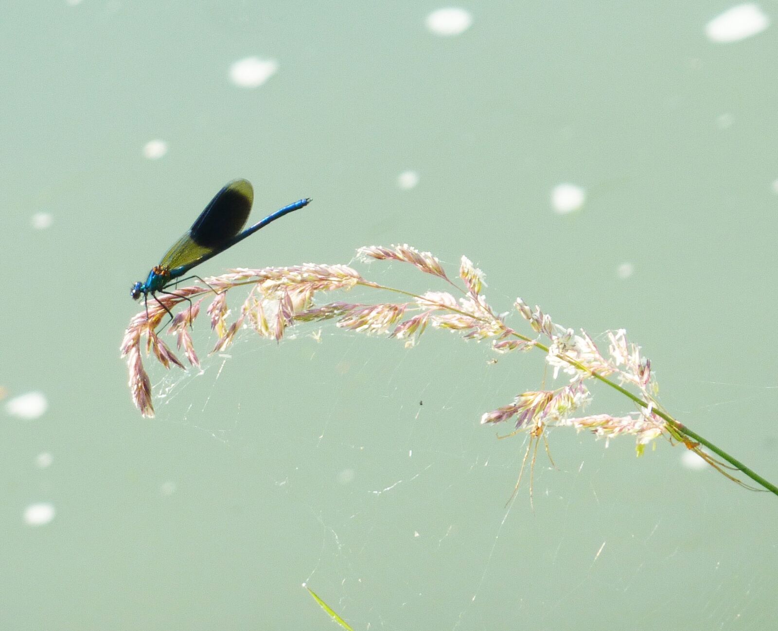Panasonic DMC-TZ7 sample photo. Demoiselle, dragonfly water, spring photography