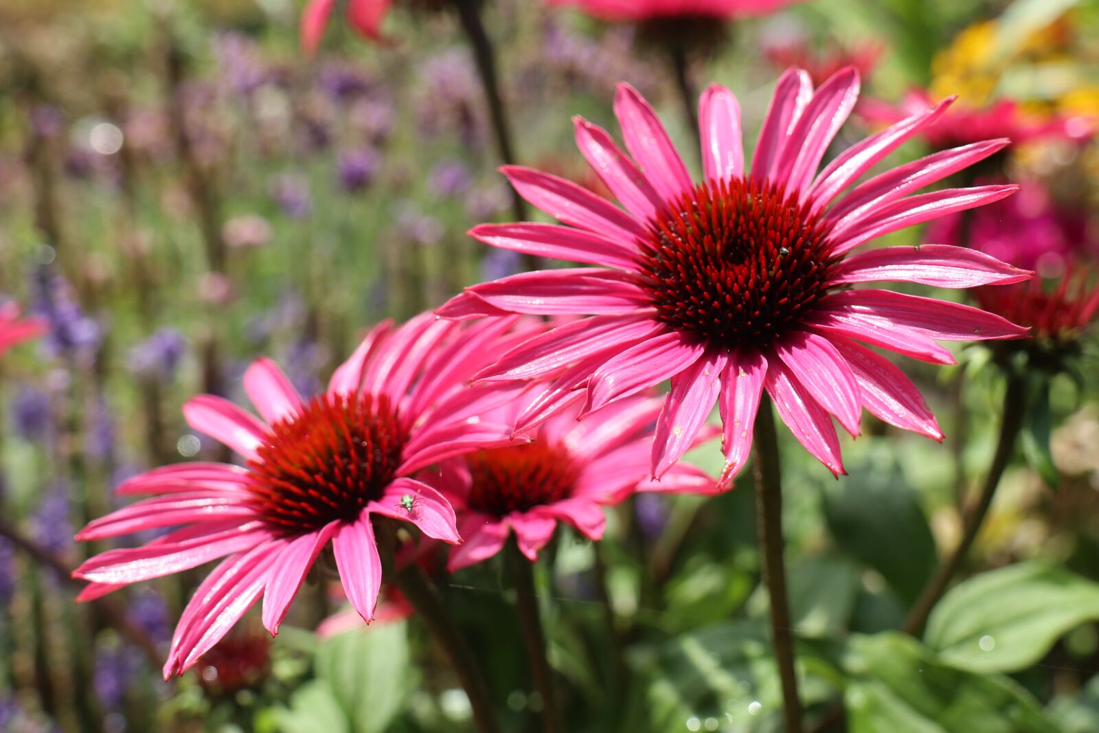 Canon EOS M6 sample photo. Garden, summer, flowers photography