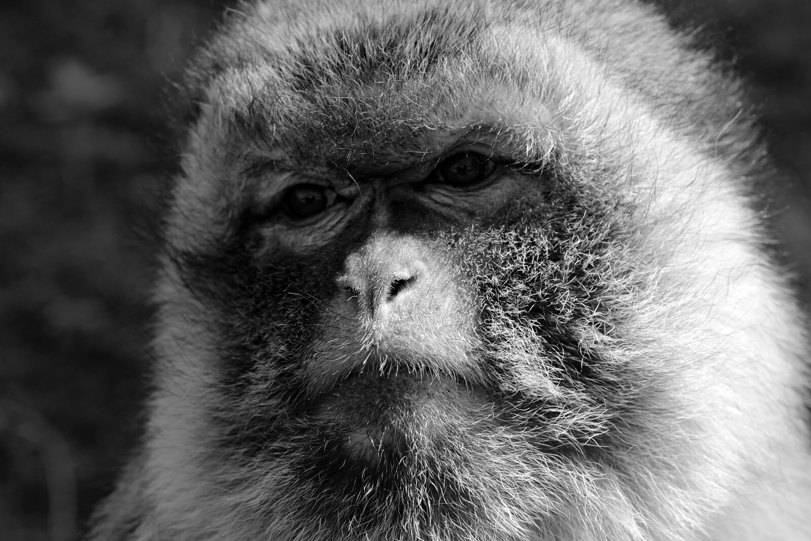 Canon EOS 100D (EOS Rebel SL1 / EOS Kiss X7) sample photo. Monkey, sad, zoo photography