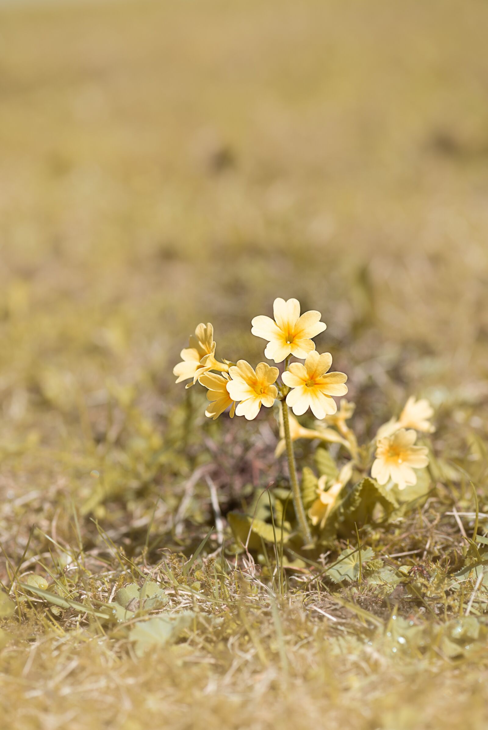 Nikon D750 sample photo. Cowslip, flower, yellow photography