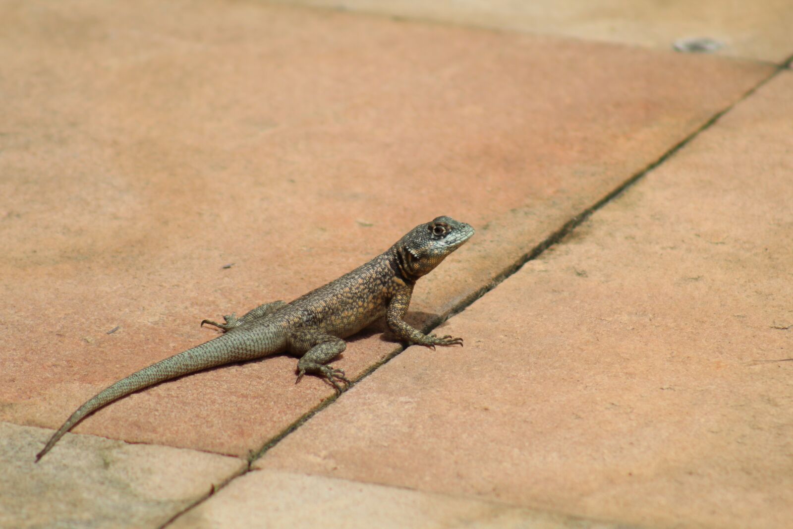 Canon EOS 1300D (EOS Rebel T6 / EOS Kiss X80) sample photo. Nature, lizard, animal photography