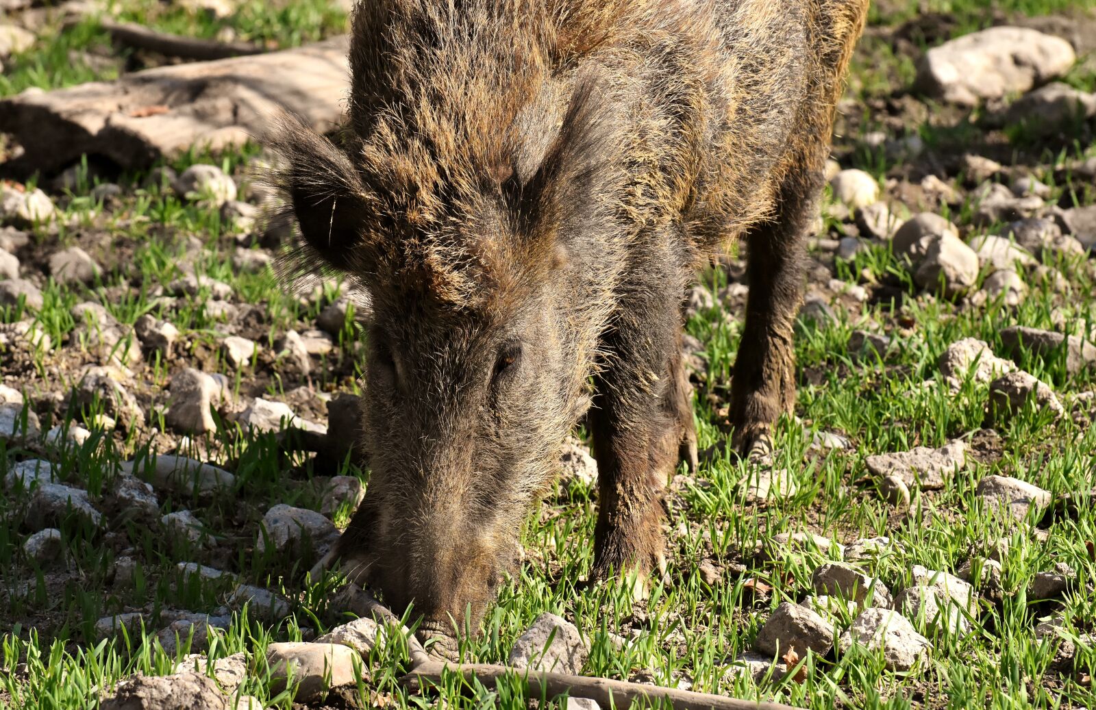 Nikon D7200 sample photo. Wild boars, pigs, nature photography
