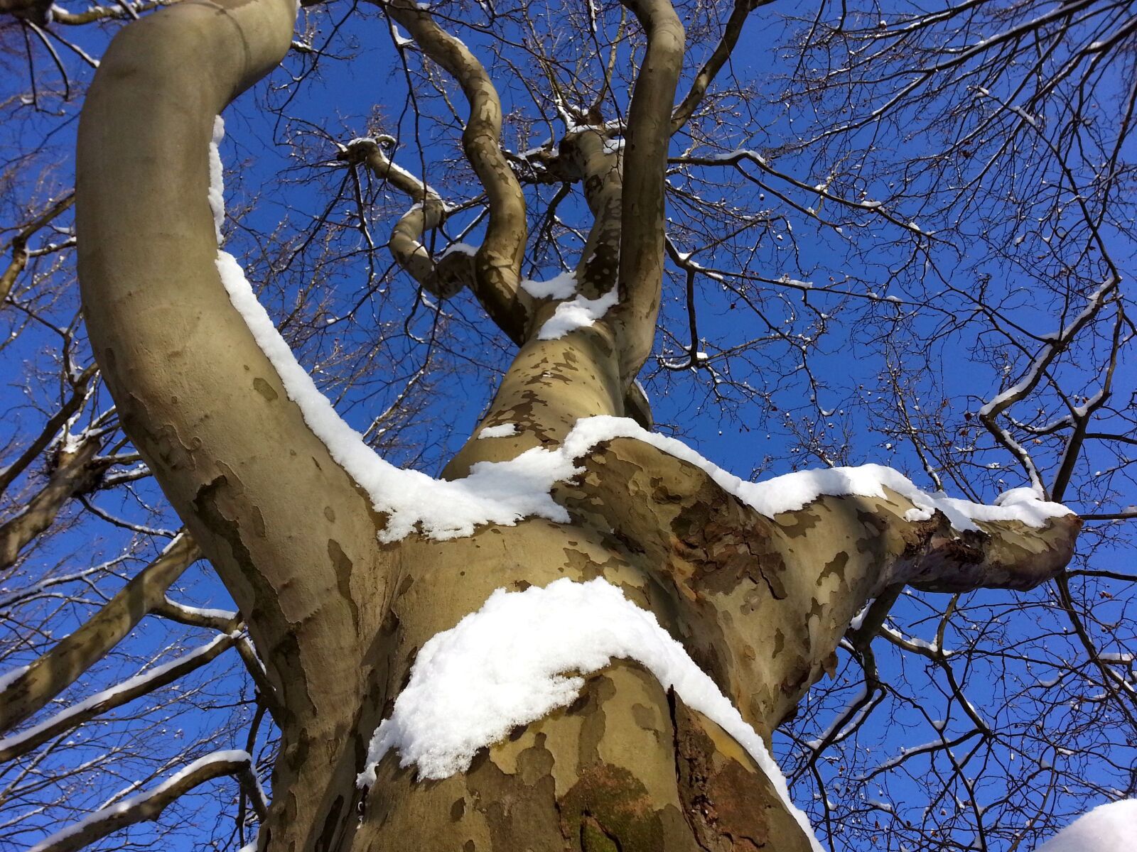 Samsung Galaxy Note2 sample photo. Tree, aesthetic, winter photography