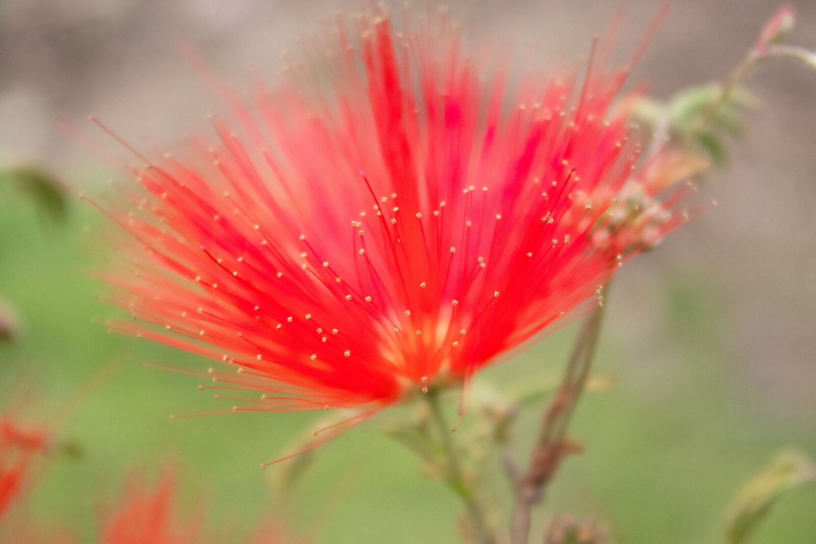 Canon EOS 200D (EOS Rebel SL2 / EOS Kiss X9) sample photo. Calliandra, flower, red flower photography