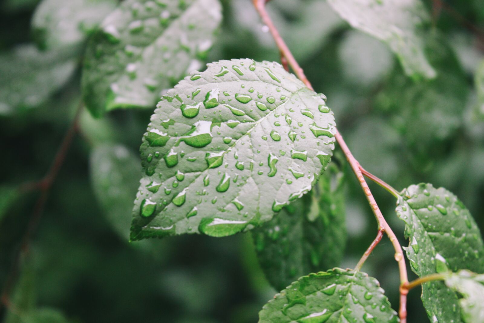Canon EOS 600D (Rebel EOS T3i / EOS Kiss X5) sample photo. Letter, foliage, green photography