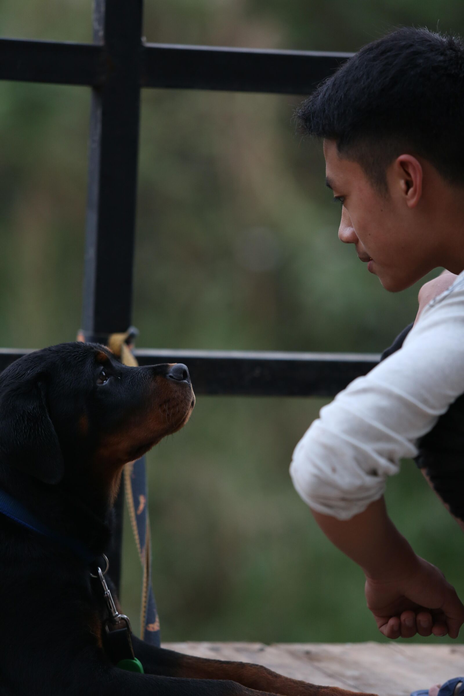 Canon EOS 5D Mark III + Canon EF 70-200mm F2.8L USM sample photo. Rottweiler, dog, puppy photography