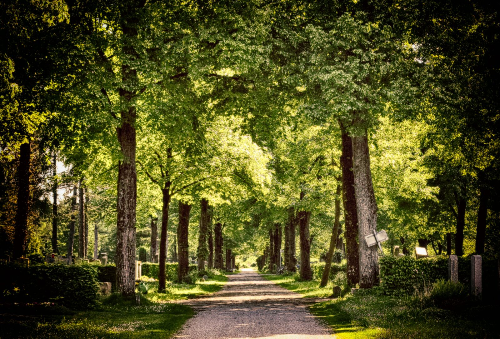 Nikon D7200 sample photo. Away, forest, trees photography