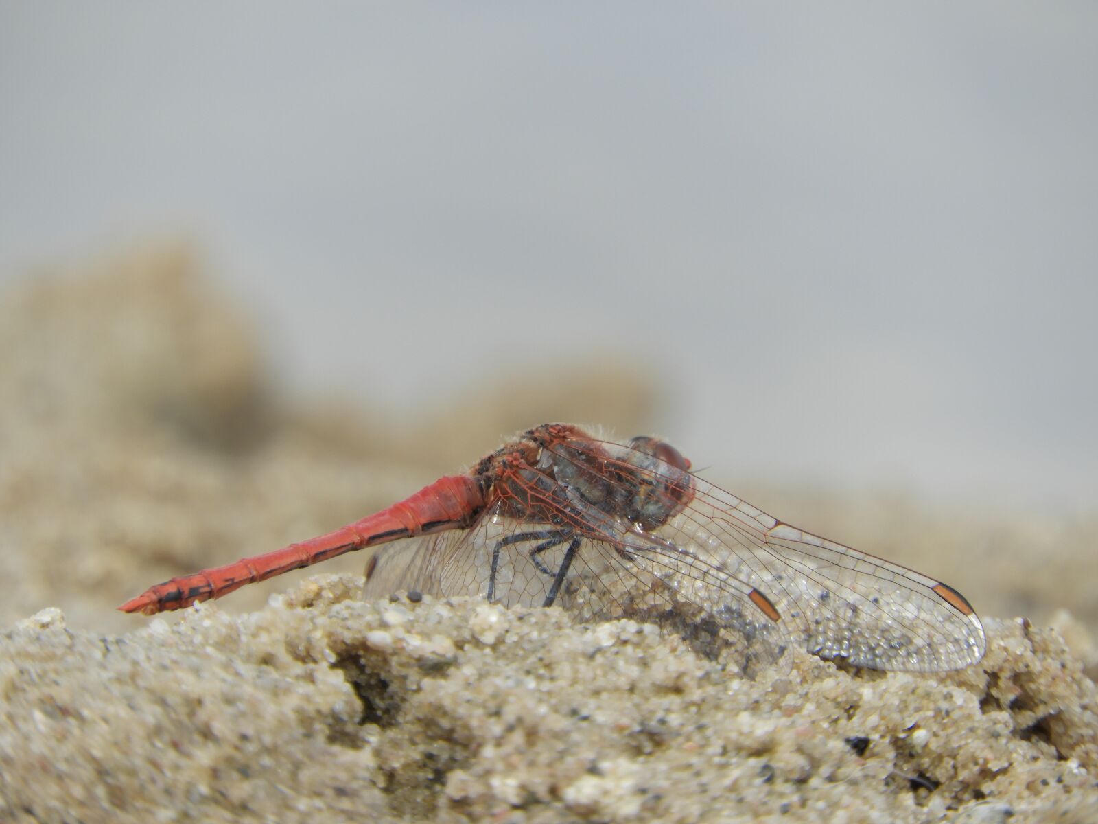 Nikon Coolpix B700 sample photo. Dragonfly, wing, insect photography