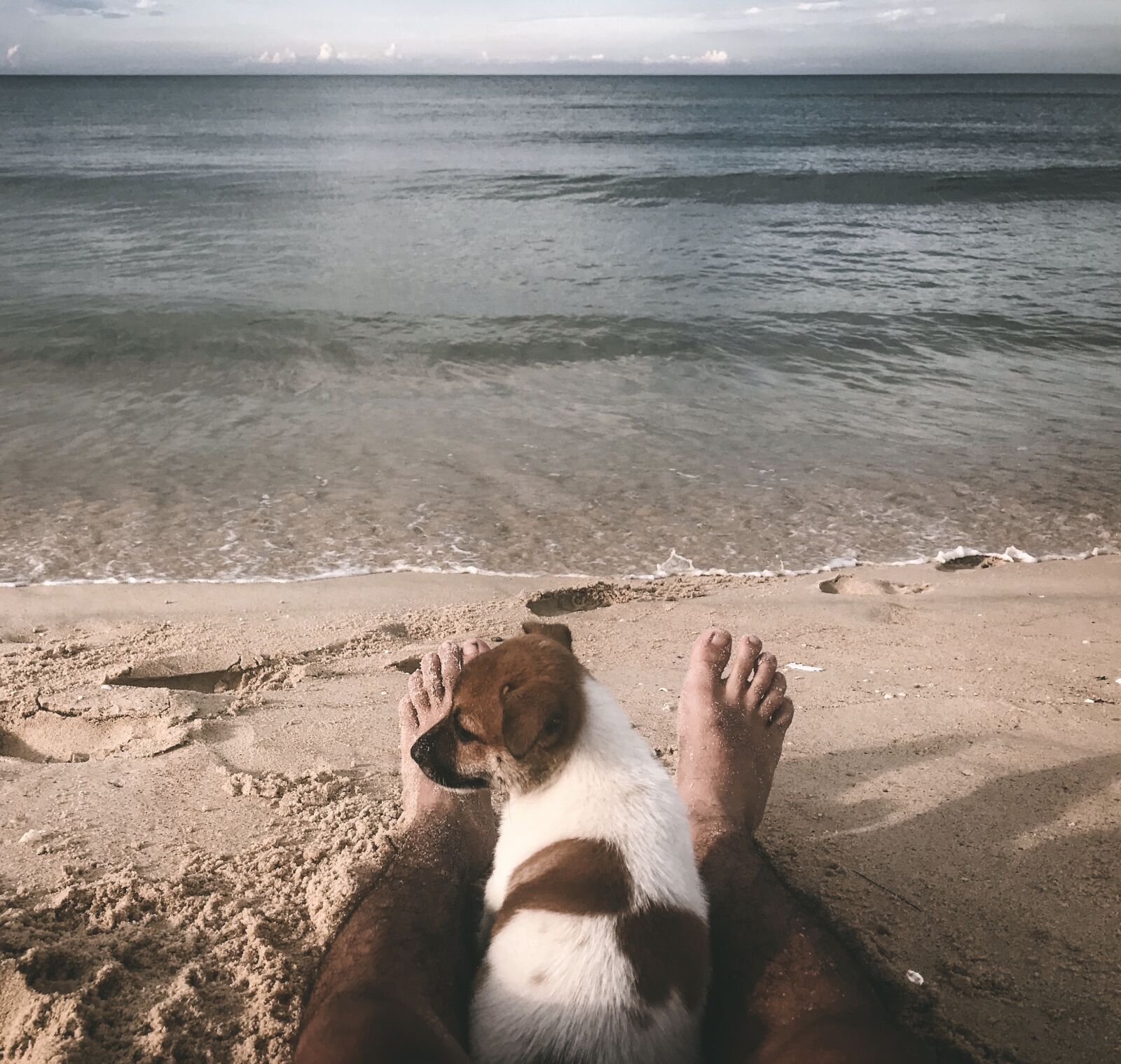 iPhone 7 Plus back dual camera 3.99mm f/1.8 sample photo. Beach, dog, pet photography