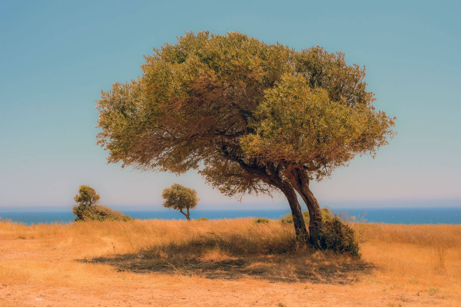 Nikon D3300 sample photo. Tree, landscape, scenery photography