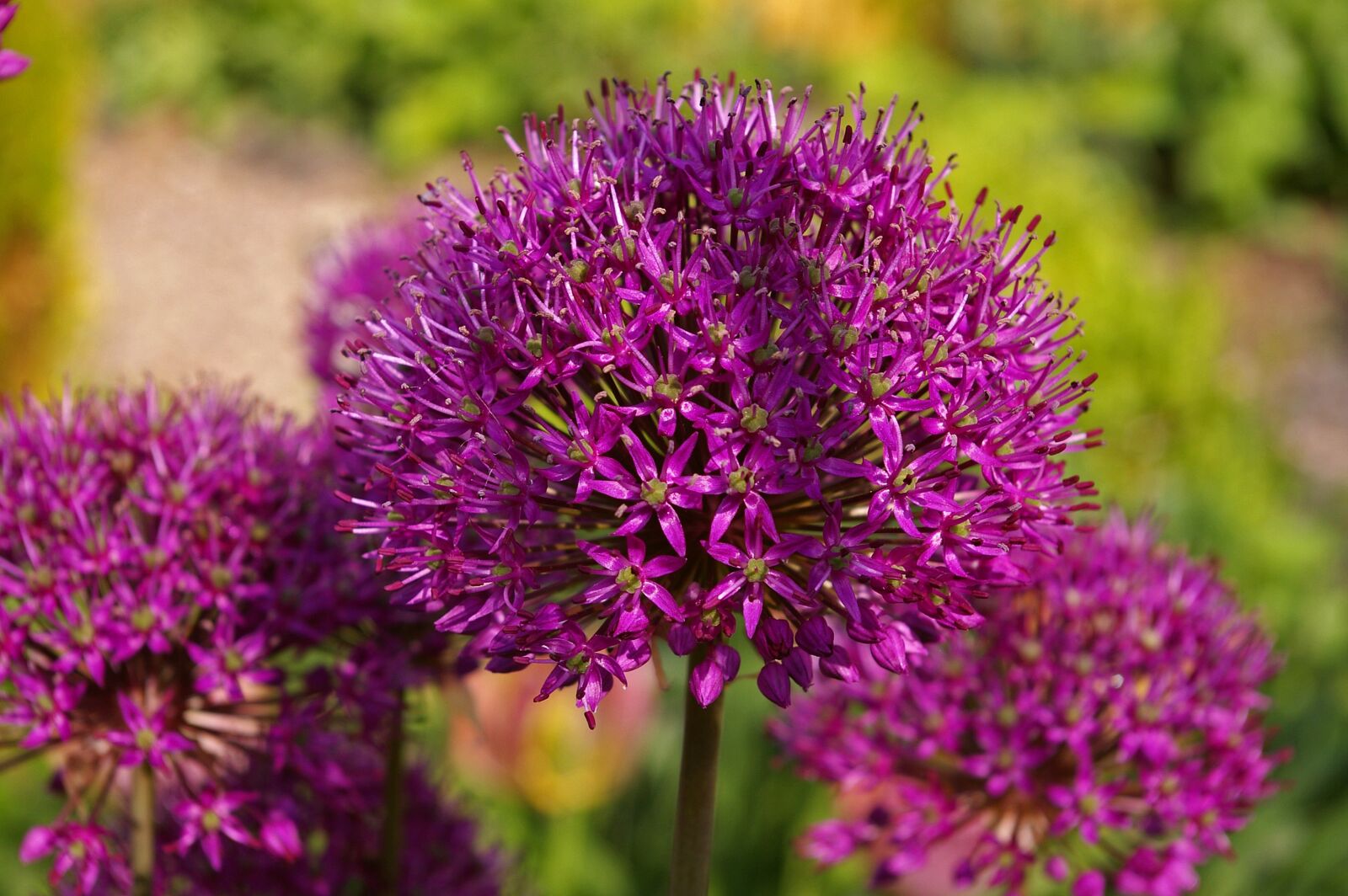 Pentax *ist DL2 sample photo. Ornamental onion, leek, blossom photography